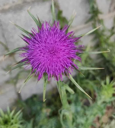 Vakantiehuis Le Nid Du Rossignol *