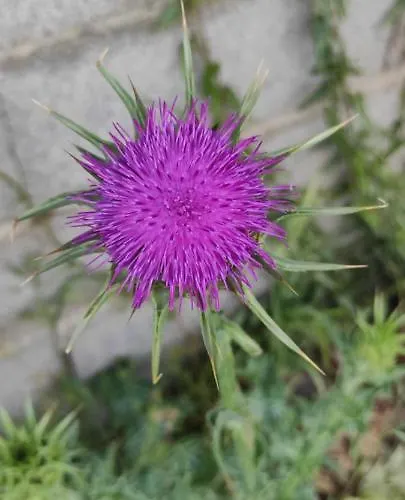 Hébergement de vacances Le Nid Du Rossignol *