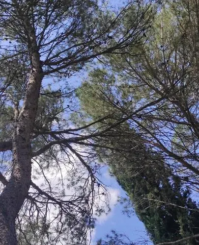 Le Nid Du Rossignol * Ним